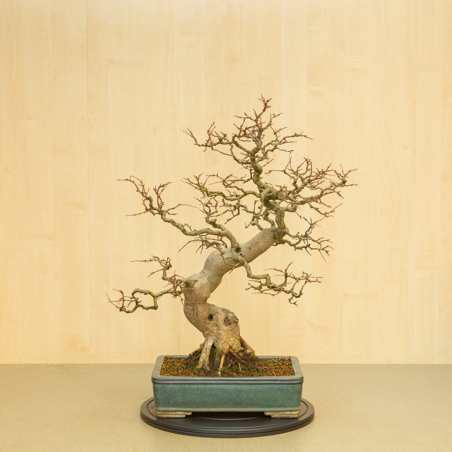 Buiten Bonsai Carpinus coreana blauwe groene rechthoekige pot 34 cm, hoogte ~ 72cm