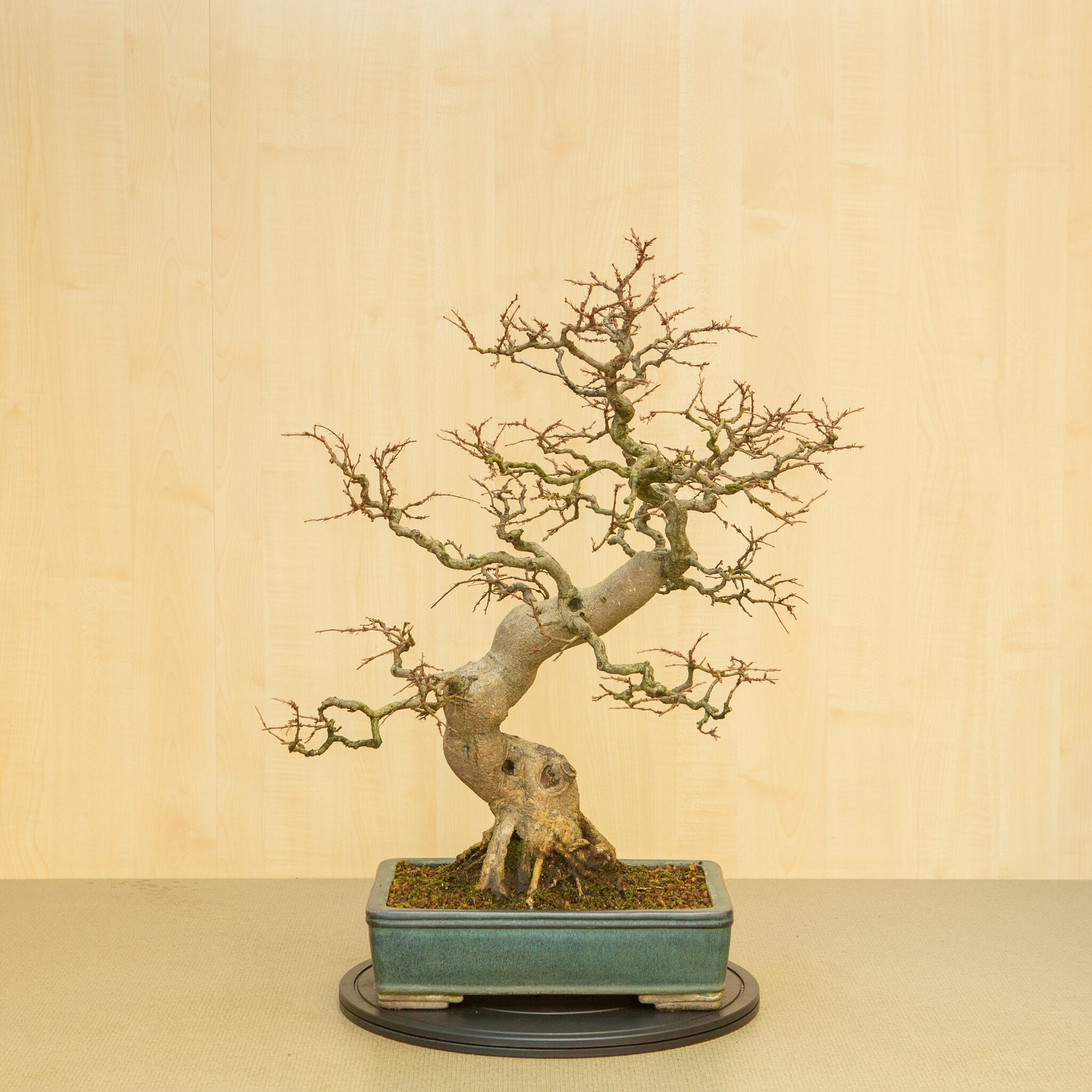 Buiten Bonsai Carpinus coreana blauwe groene rechthoekige pot 34 cm, hoogte ~ 72cm