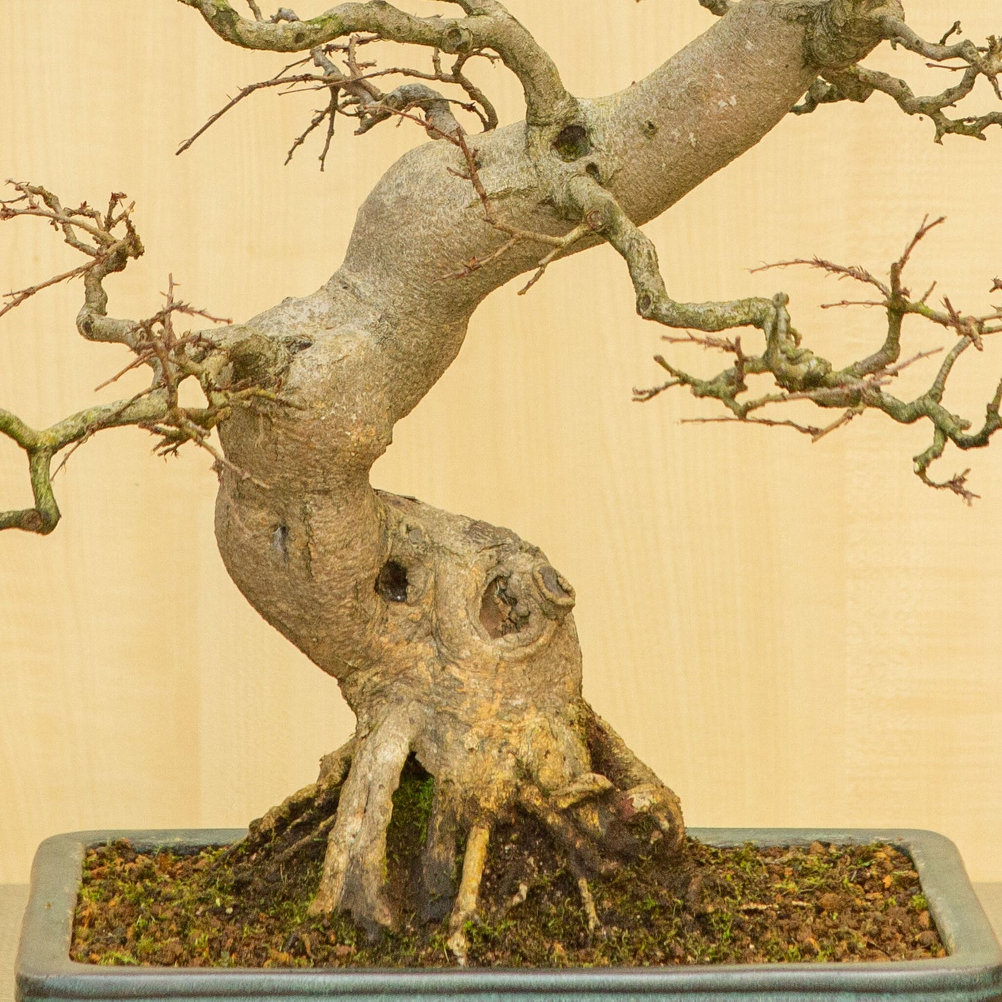 Buiten Bonsai Carpinus coreana blauwe groene rechthoekige pot 34 cm, hoogte ~ 72cm