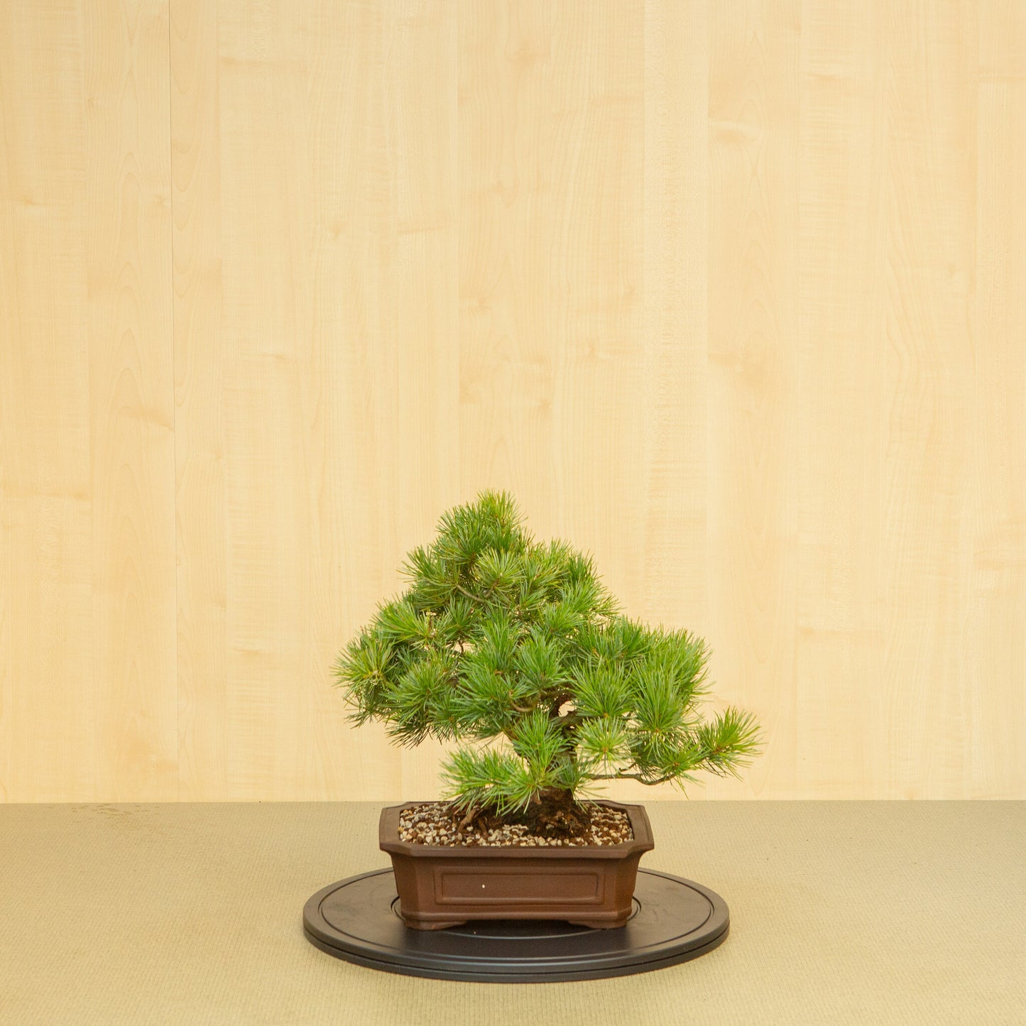 Buiten Bonsai Pinus parviflora ongeglazuurde Mokko pot 25 cm, hoogte ~39 cm