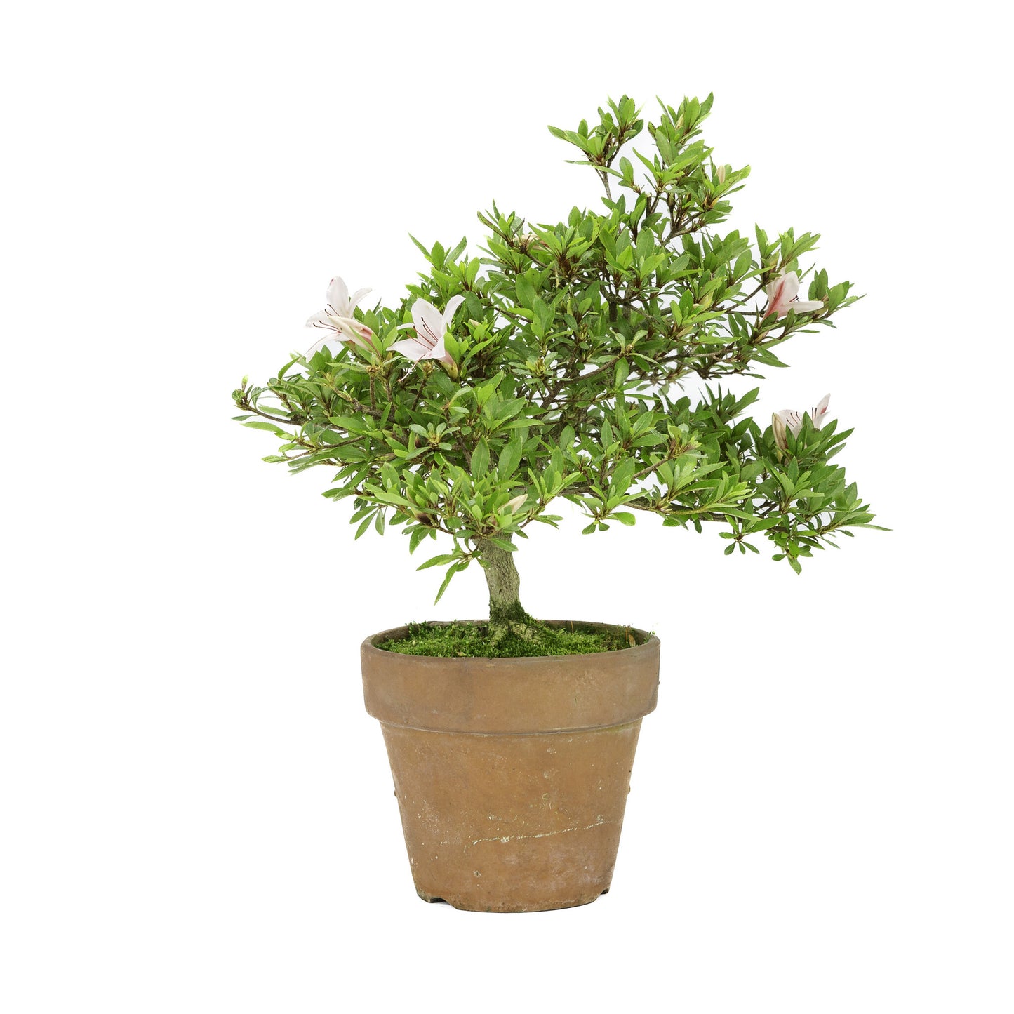 Buiten Bonsai Rhododendron 'Hinomaru' terracotta pot 16cm, hoogte ~40cm