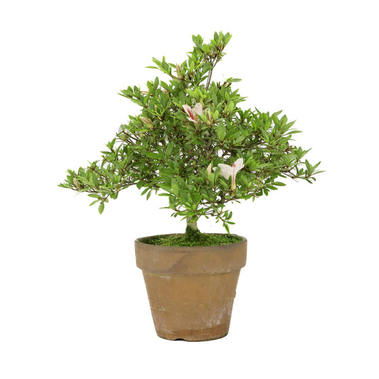 Buiten Bonsai Rhododendron 'Hinomaru' terracotta pot 16cm, hoogte ~40cm