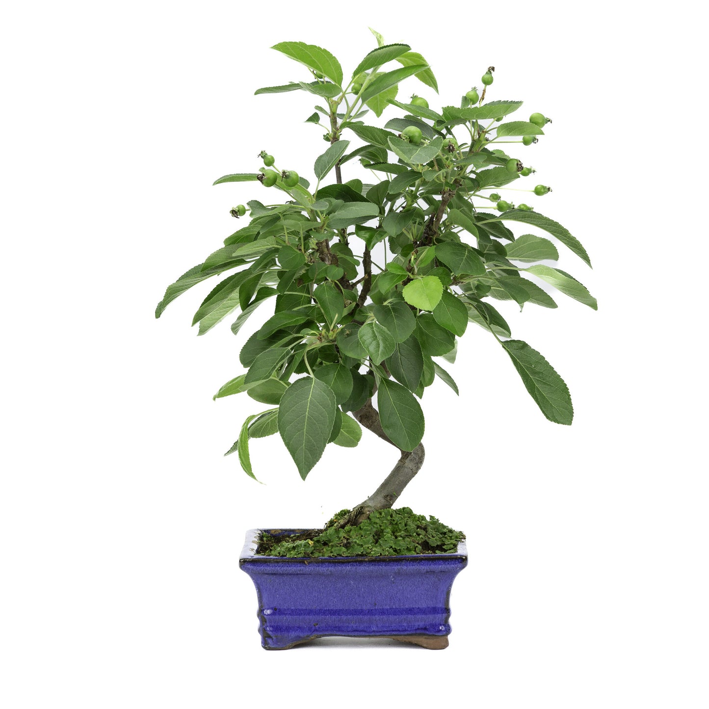Buiten Bonsai Malus blauwe rechthoekige pot 15cm, hoogte ~35m