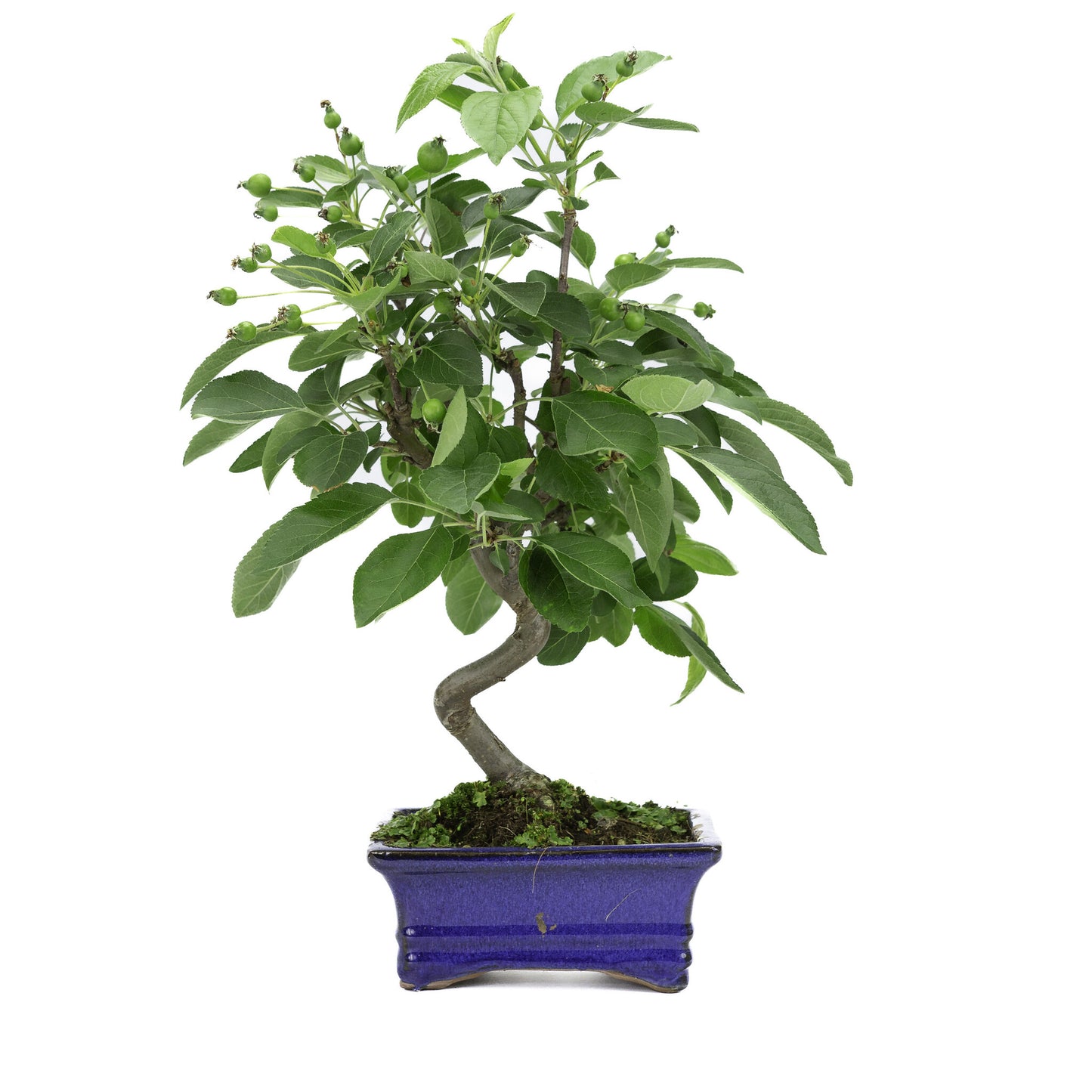 Buiten Bonsai Malus blauwe rechthoekige pot 15cm, hoogte ~35m