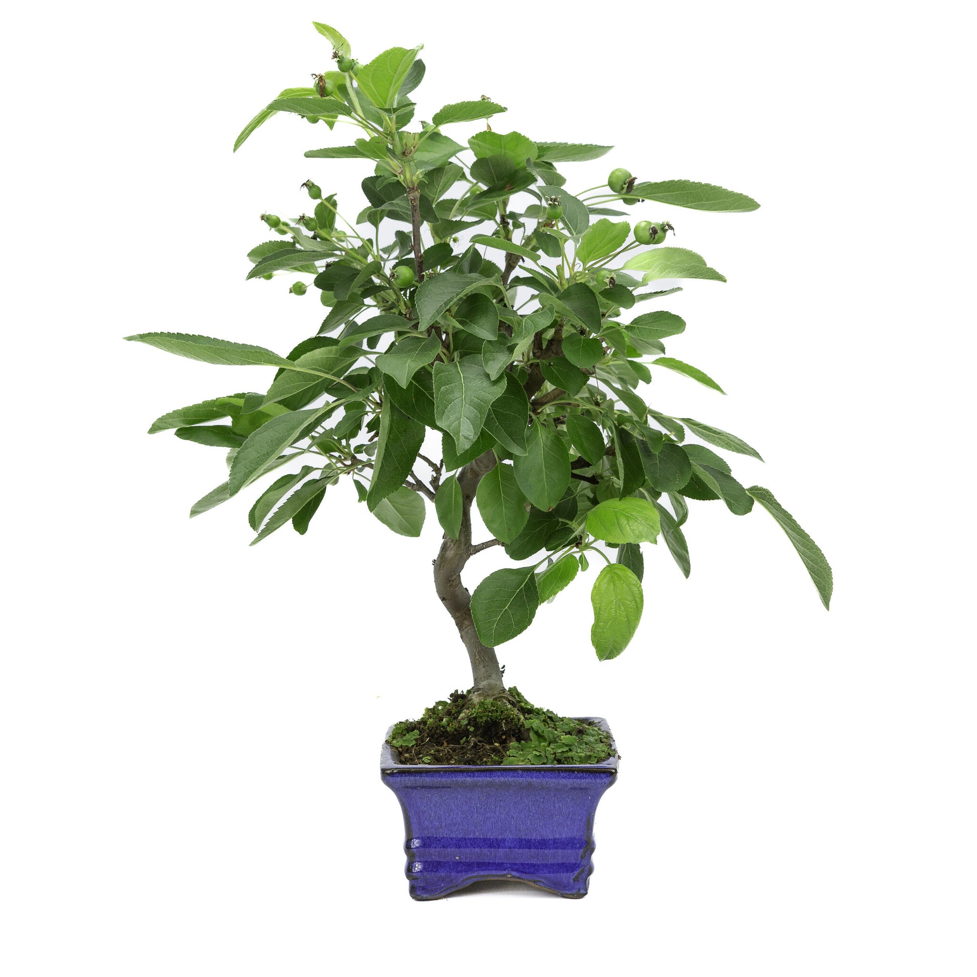 Buiten Bonsai Malus blauwe rechthoekige pot 15cm, hoogte ~35m
