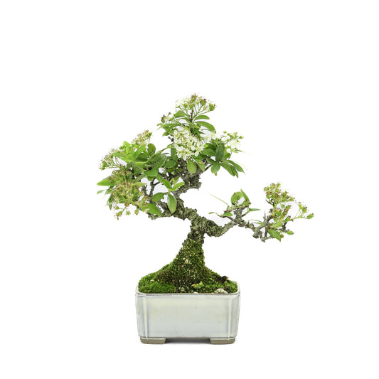 Shohin Buiten Bonsai Pyracantha creme rechthoekige pot 8.5cm , hoogte ~20cm