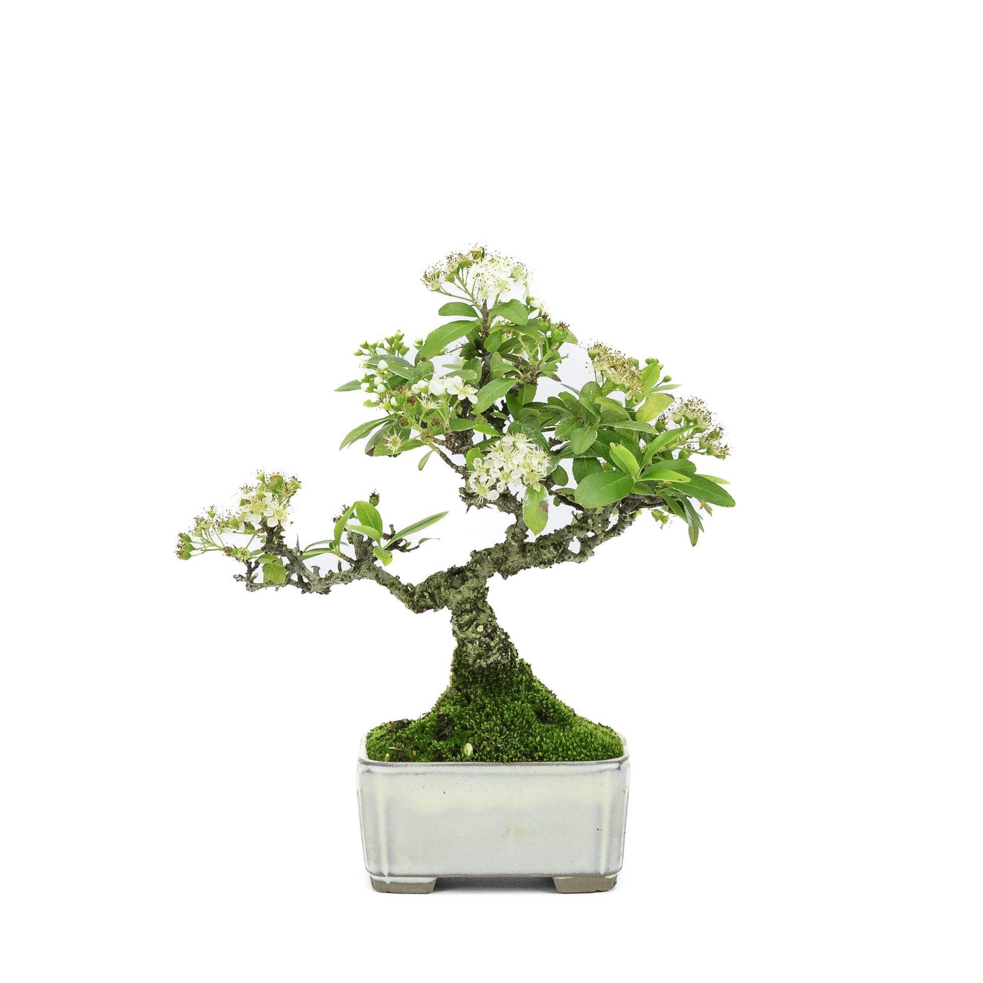 Shohin Buiten Bonsai Pyracantha creme rechthoekige pot 8.5cm , hoogte ~20cm