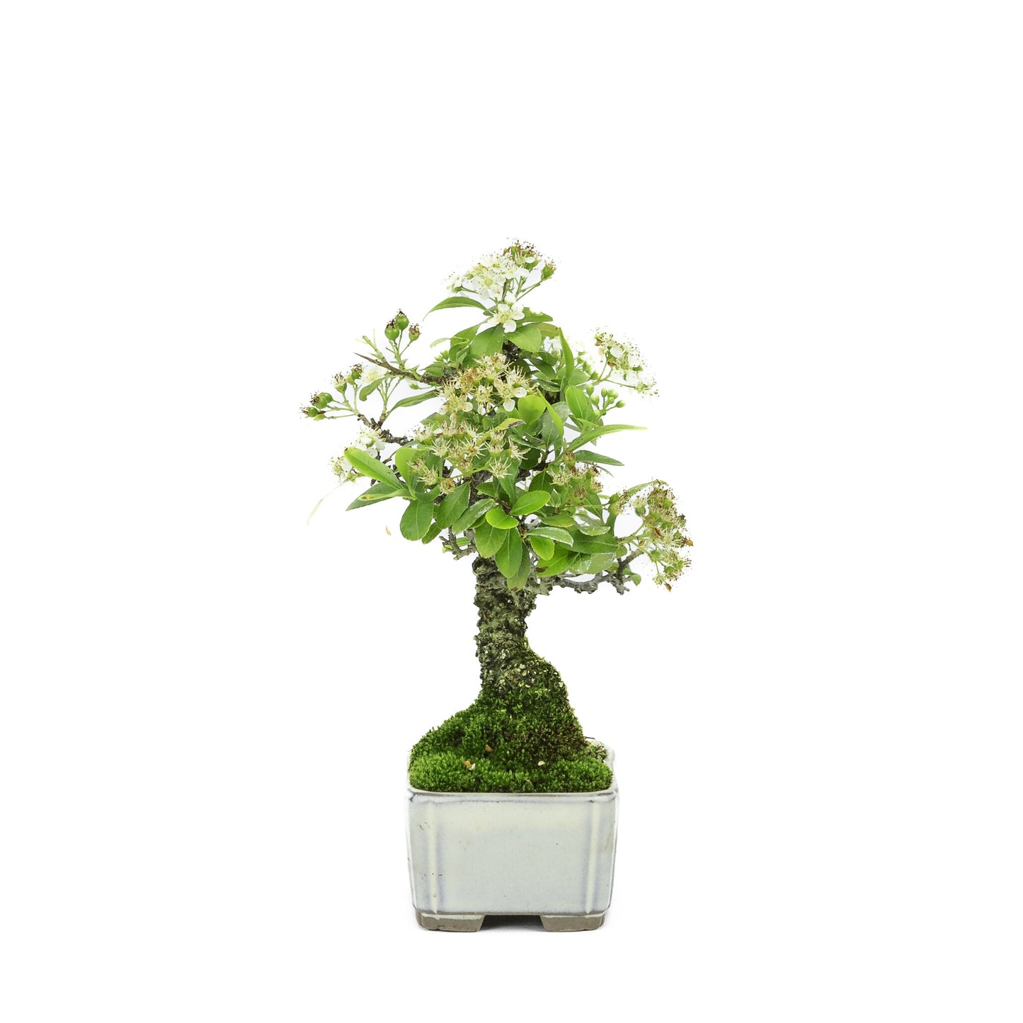 Shohin Buiten Bonsai Pyracantha creme rechthoekige pot 8.5cm , hoogte ~20cm