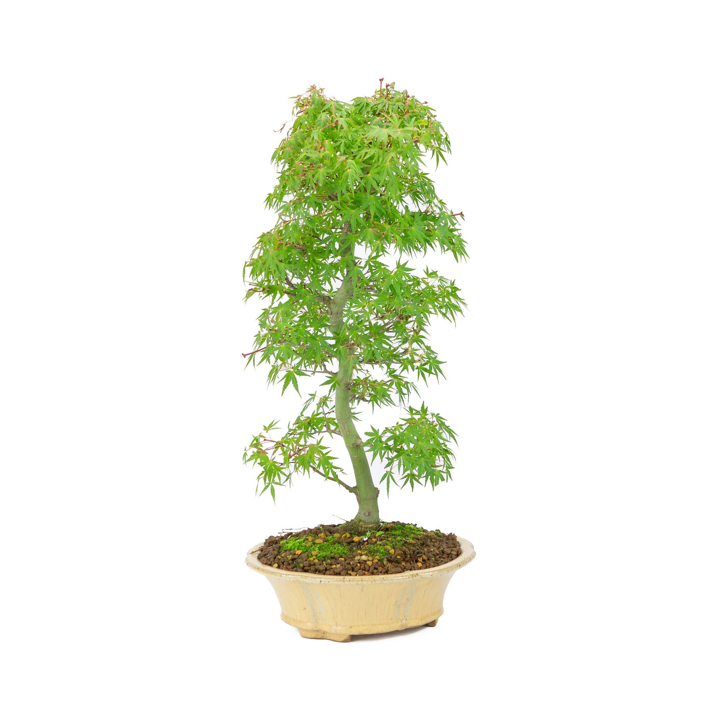 Buiten Bonsai Acer palmatum oranje beige ronde chrysant 20cm, hoogte ~ 48cm