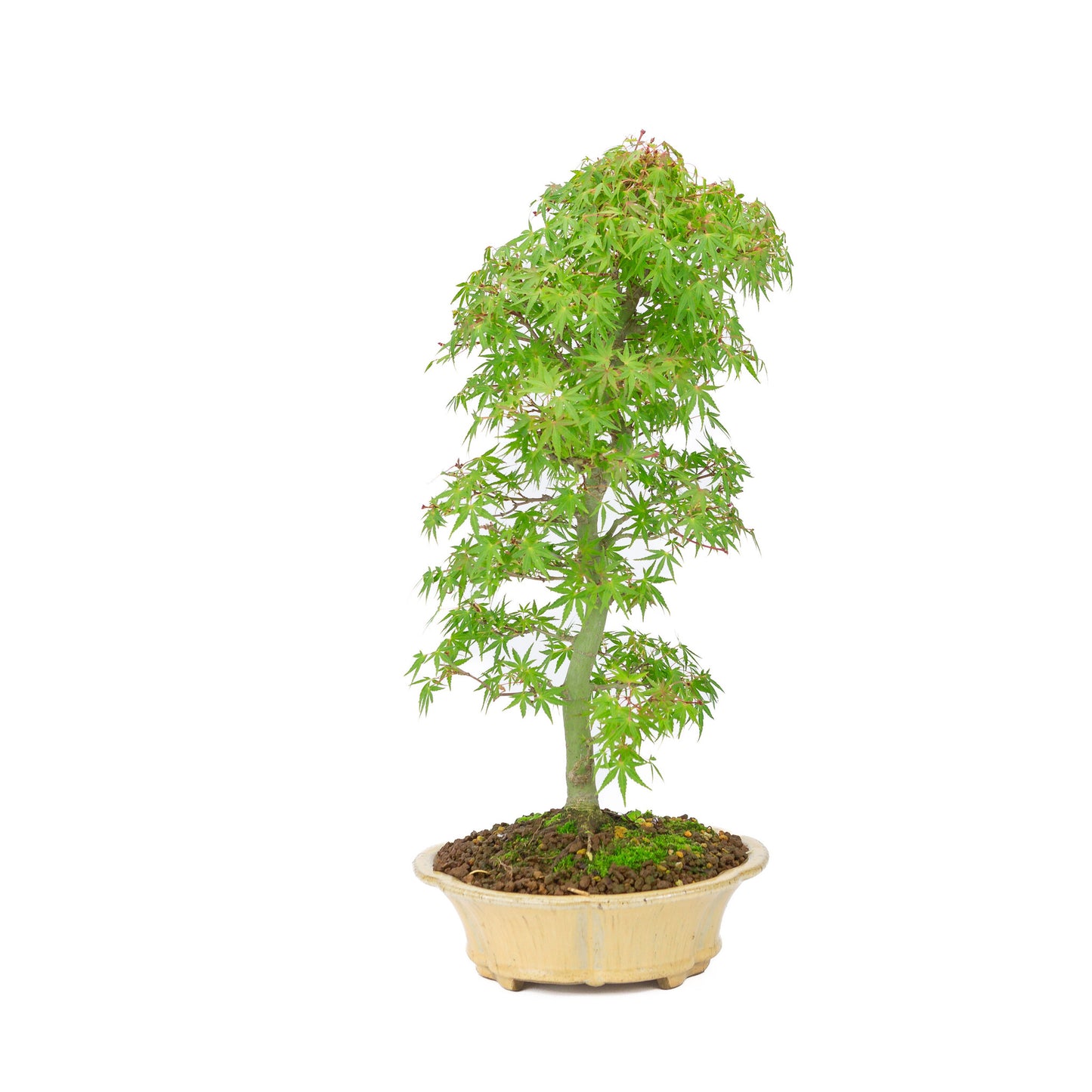 Buiten Bonsai Acer palmatum oranje beige ronde chrysant 20cm, hoogte ~ 48cm