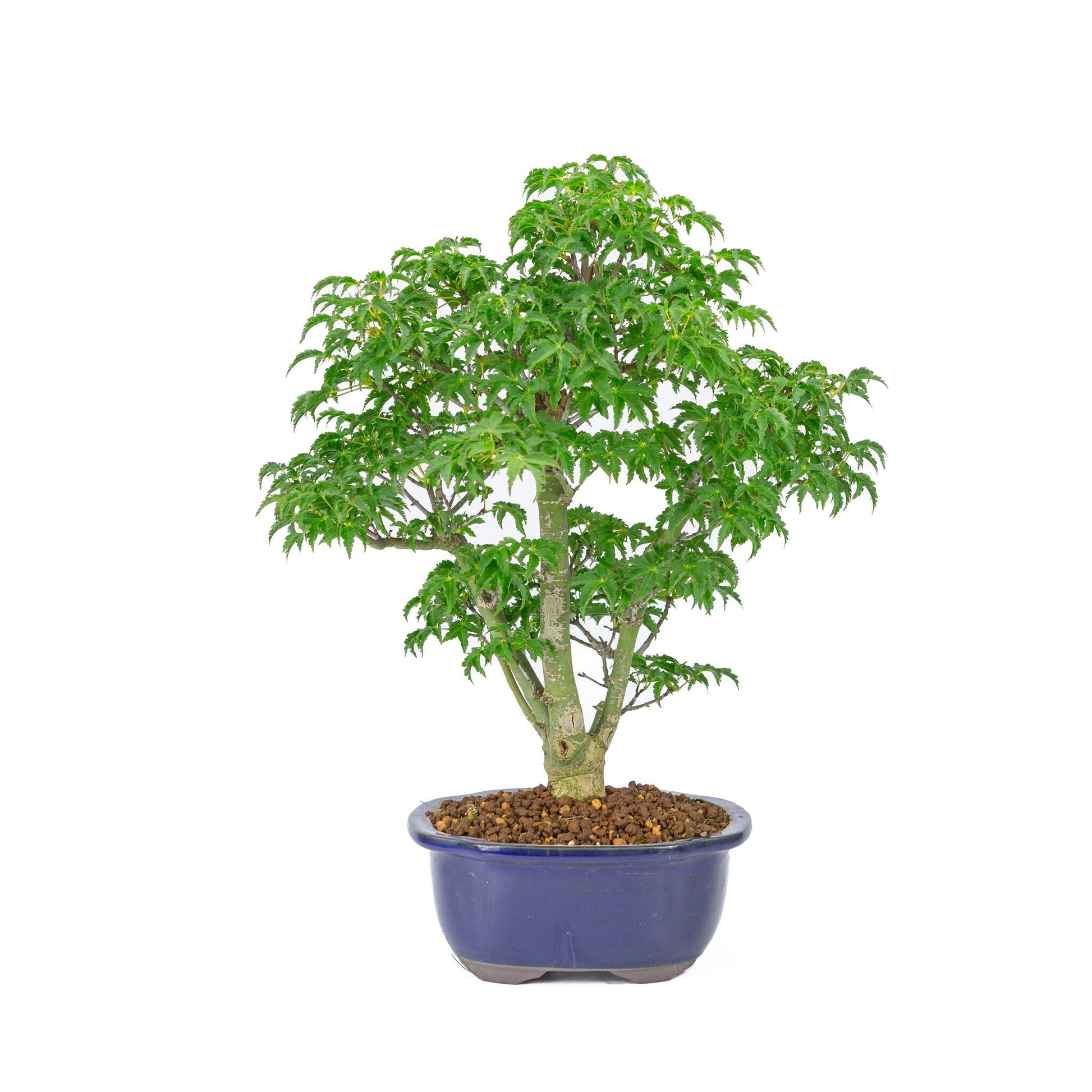 Buiten Bonsai Acer palmatum 'Shishigashira' blauwe Mokko pot 20cm, hoogte ~45cm