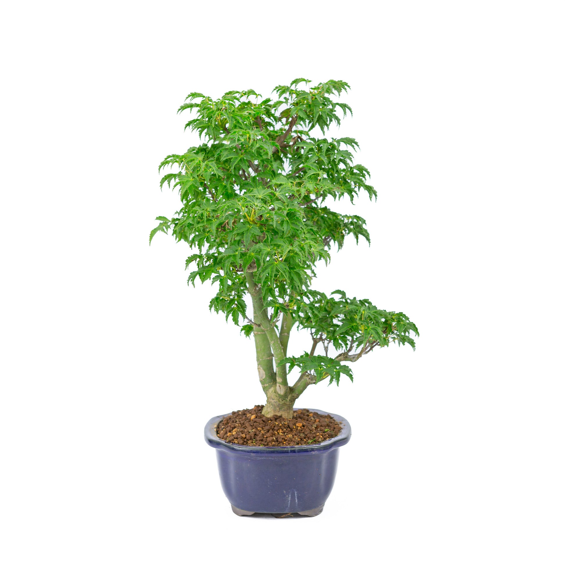 Buiten Bonsai Acer palmatum 'Shishigashira' blauwe Mokko pot 20cm, hoogte ~45cm