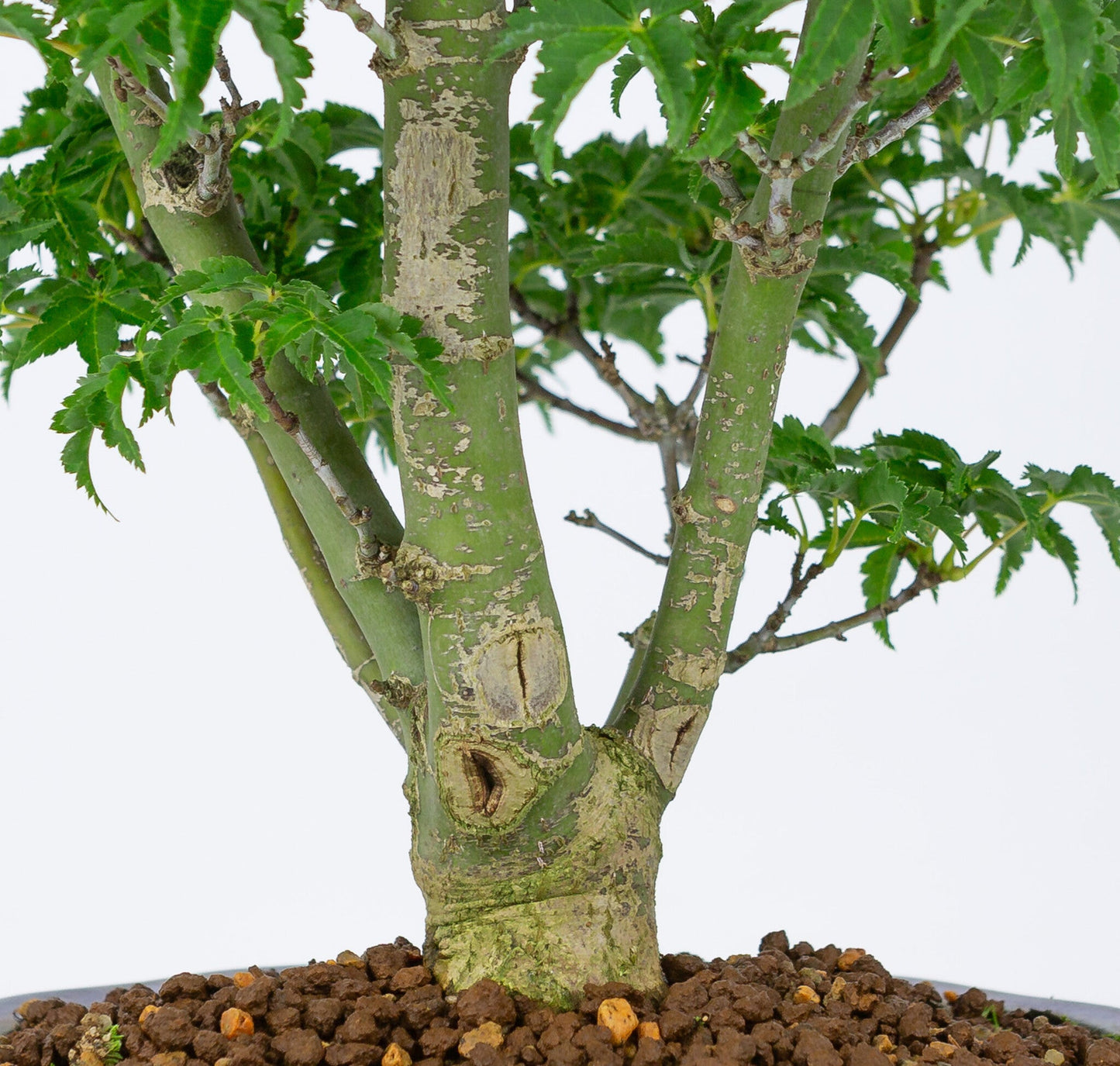 Buiten Bonsai Acer palmatum 'Shishigashira' blauwe Mokko pot 20cm, hoogte ~45cm