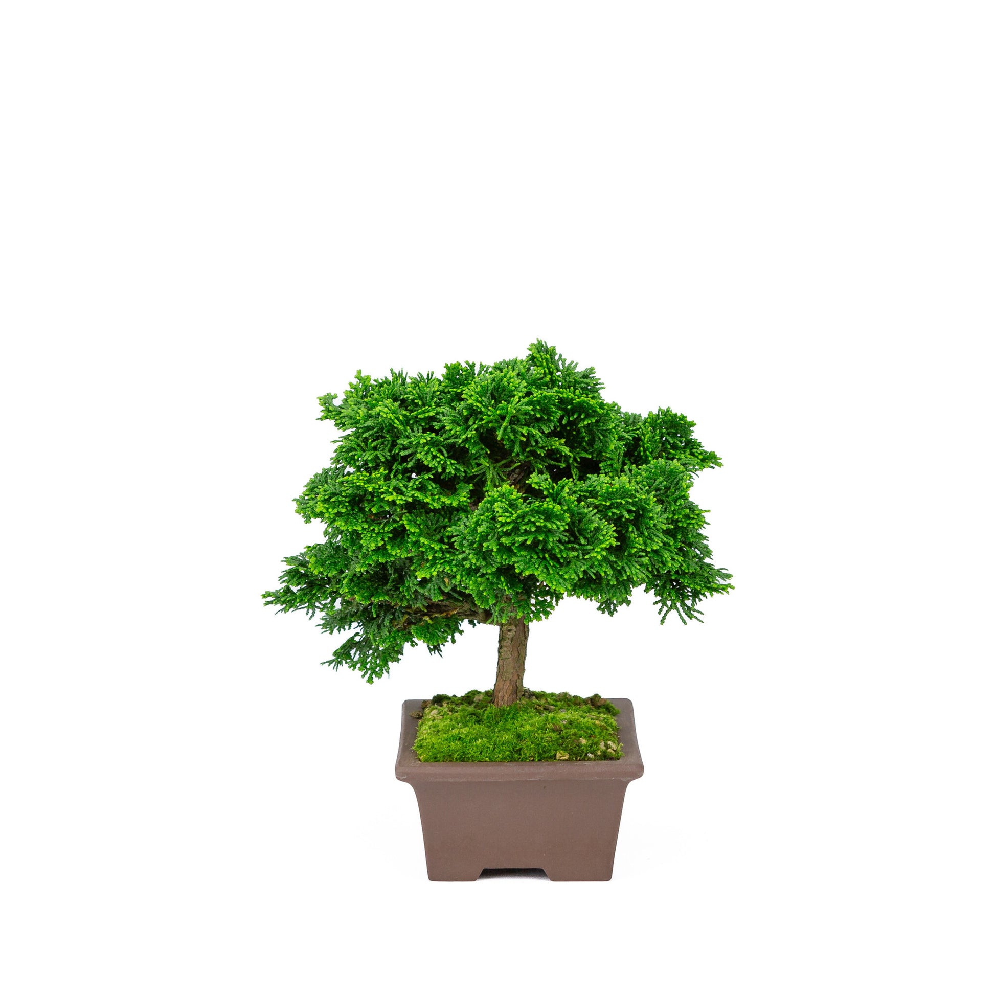 Buiten Bonsai Chamaecyparis obtusa ongeglazuurde rechthoekige pot 13cm, hoogte ~22cm