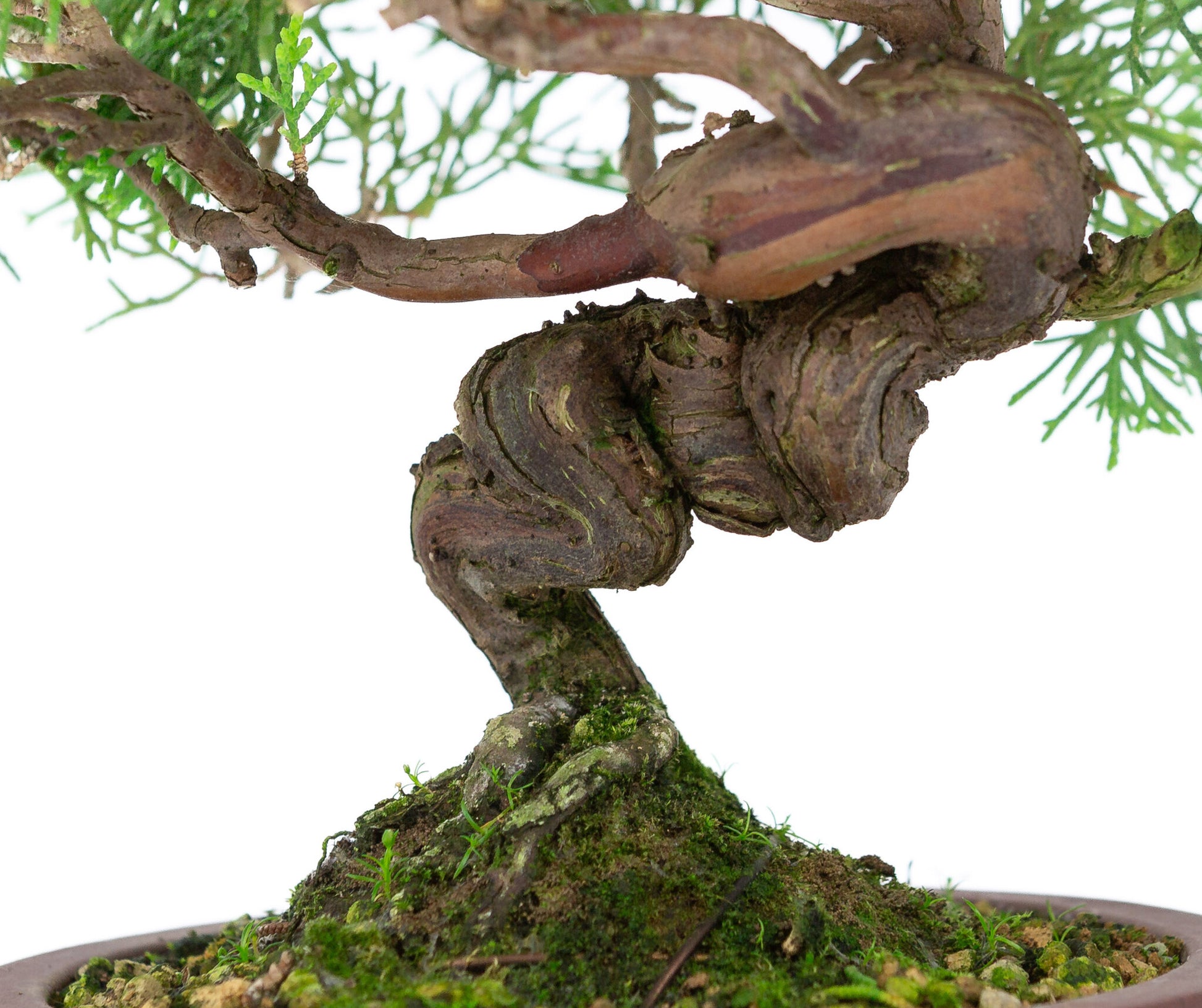 Buiten Bonsai Juniperus chinensis 'Itoigawa' ongeglazuurde ronde trommel pot 14cm, hoogte ~27cm