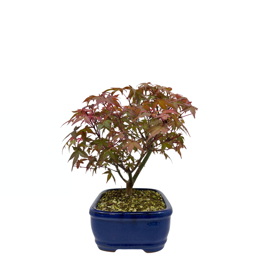 Acer palmatum 'Deshojo' (Japanse esdoorn), hoogte ~28cm