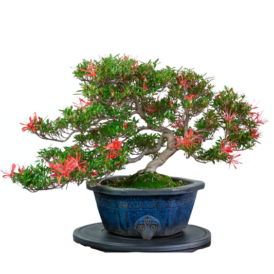 Rhododendron indicum 'Kinsai' (satsuki azalea), hoogte ~52cm
