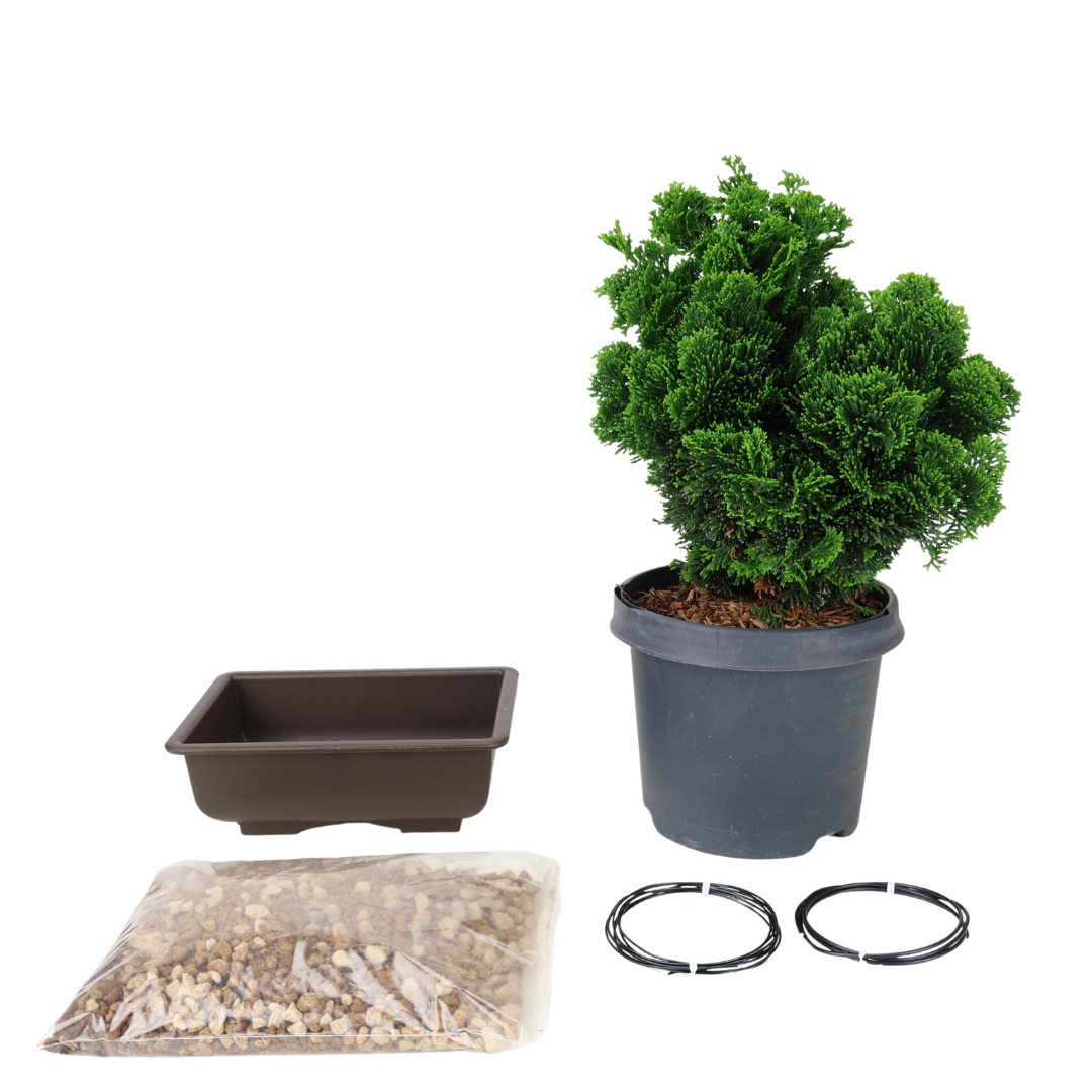 Starterpakket Chamaecyparis obtusa (Hinoki-cipres)