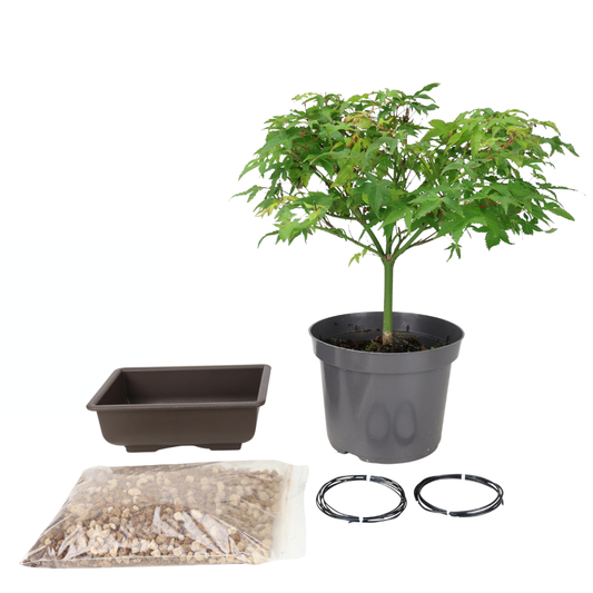 Starterpakket Acer palmatum (Japanse esdoorn)