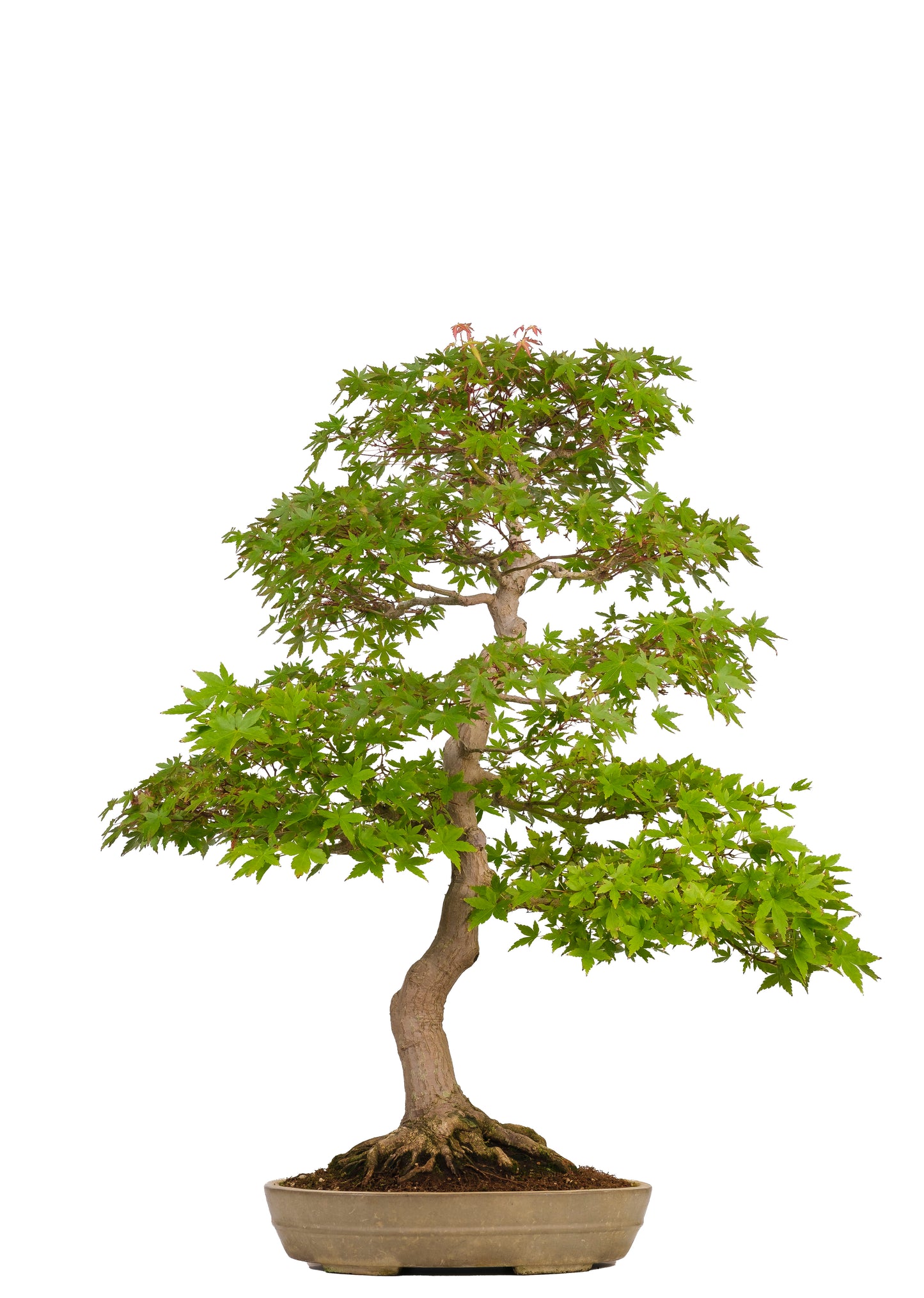 Acer palmatum (Japanse esdoorn) No. 39, hoogte ~90cm