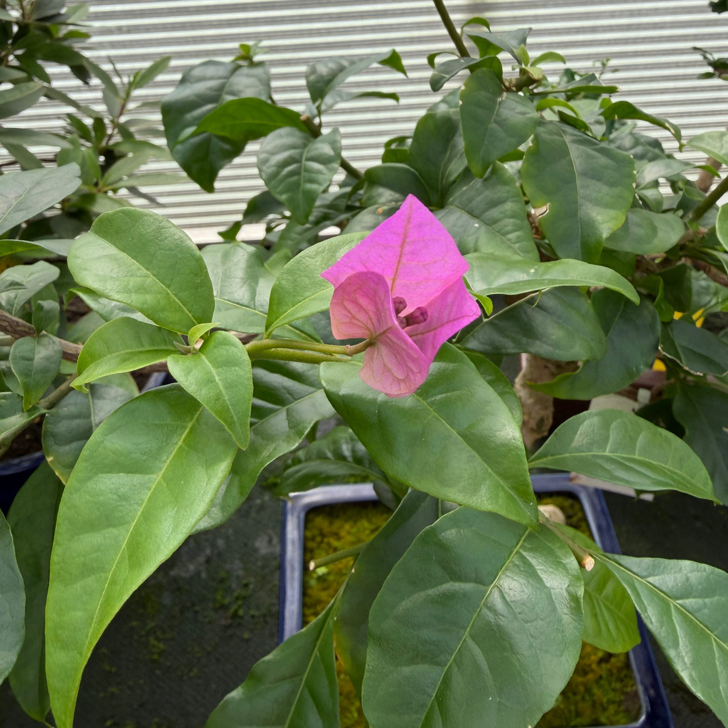 Bougainvillea glabra, hoogte ~44cm