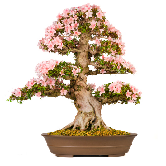 Rhododendron indicum (Azalea) No. 101, hoogte ~85cm