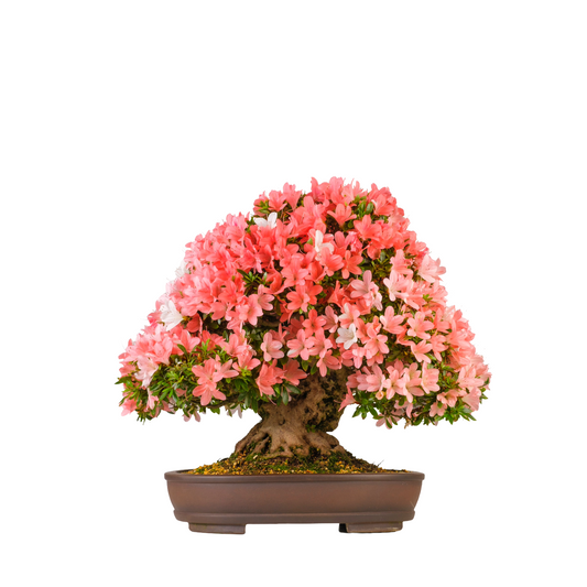 Rhododendron indicum 'Shin-Nikko'(Azalea) No. 98, hoogte ~56cm