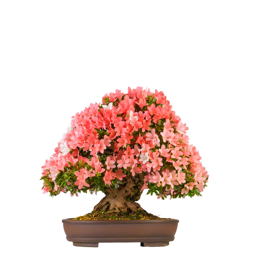 Rhododendron indicum 'Shin-Nikko'(Azalea) No. 98, hoogte ~56cm