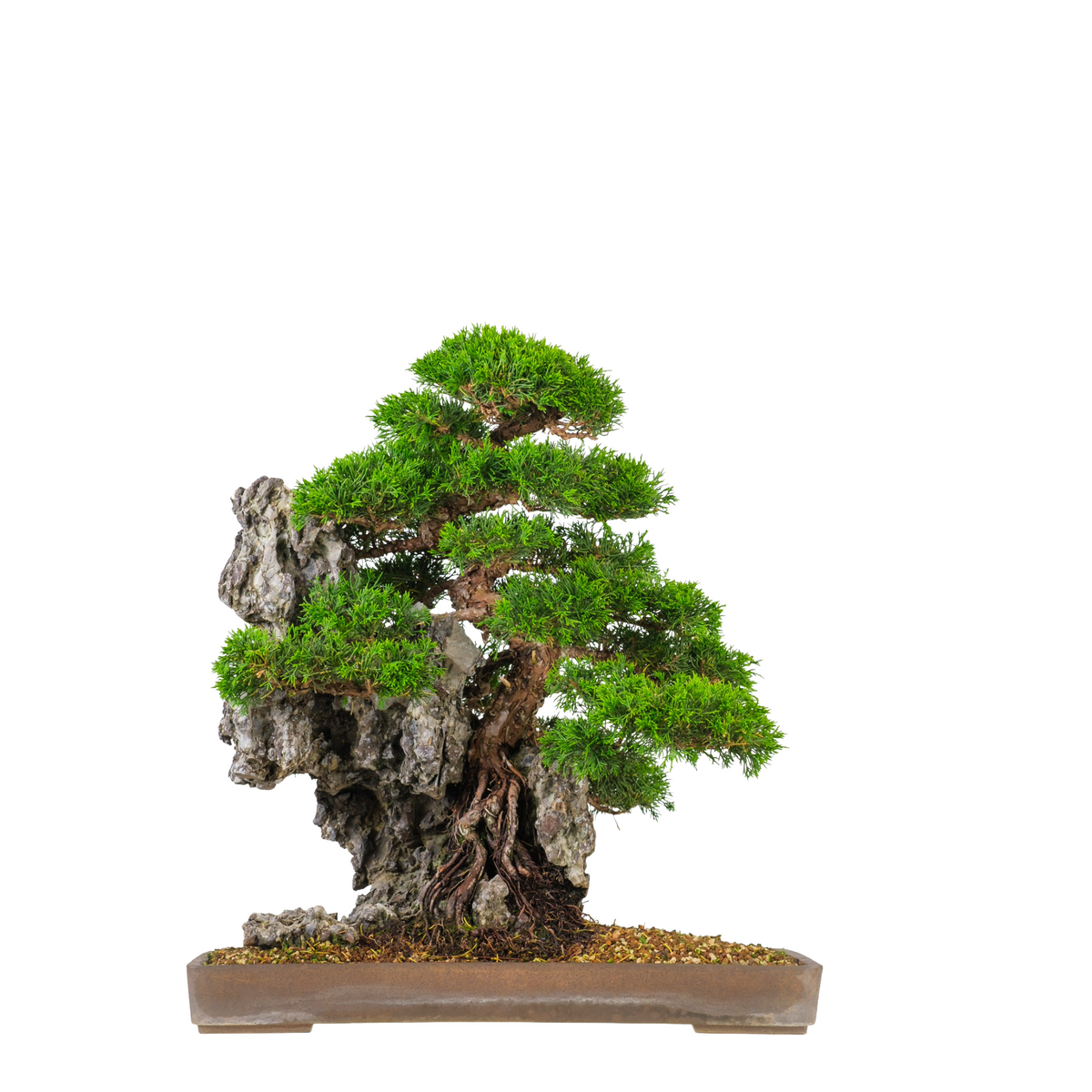 Juniperus chinensis (Chinese Jeneverbes) No. 89, hoogte ~52cm