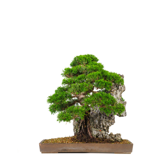 Juniperus chinensis (Chinese Jeneverbes) No. 89, hoogte ~52cm