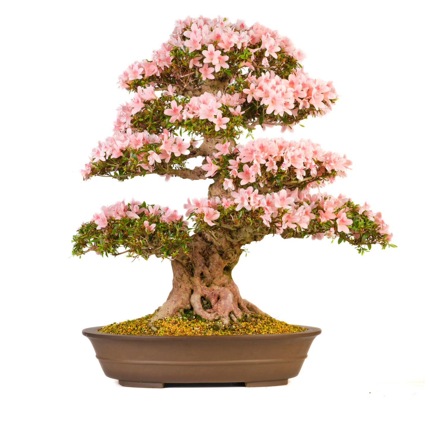 Rhododendron indicum (Azalea) No. 101, hoogte ~85cm