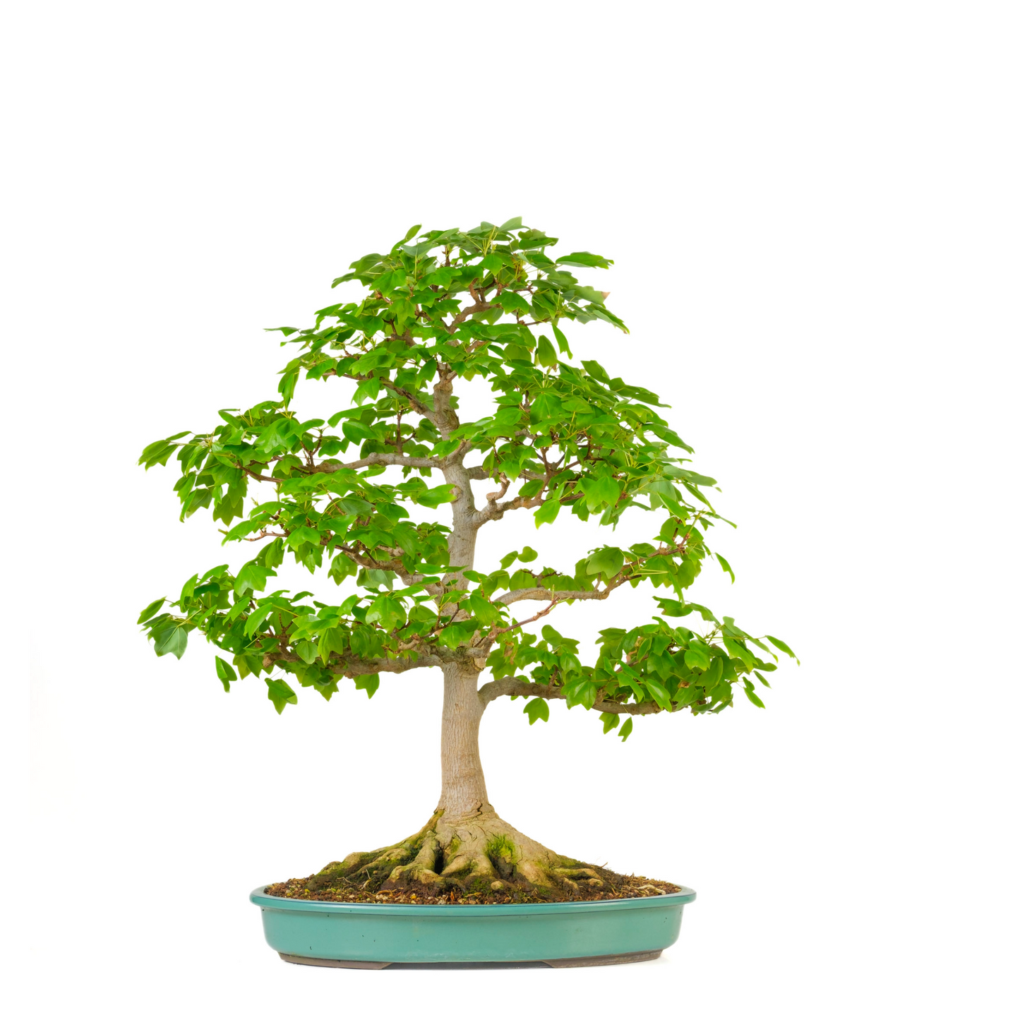 Acer buergerianum 'Miyasama' (Japanse Esdoorn) No. 16, hoogte ~68cm