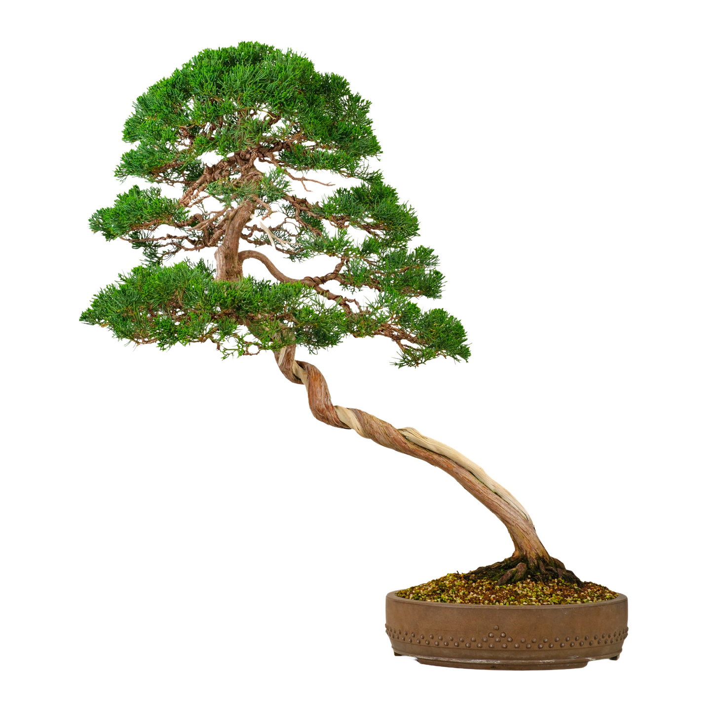 Juniperus chinensis (Chinese Jeneverbes) No. 57, hoogte ~88cm