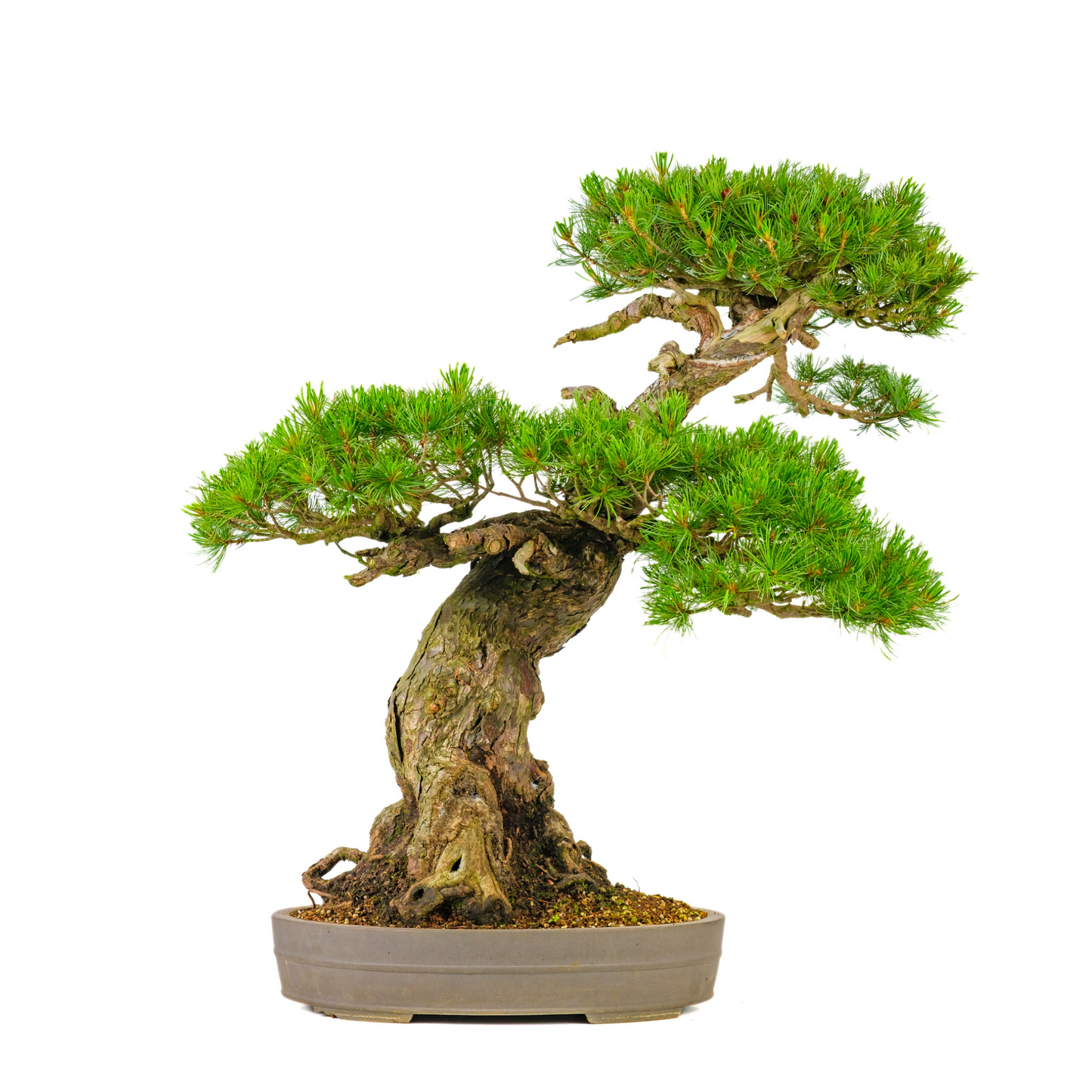 Pinus parviflora (witte den) No. 72, hoogte ~82cm