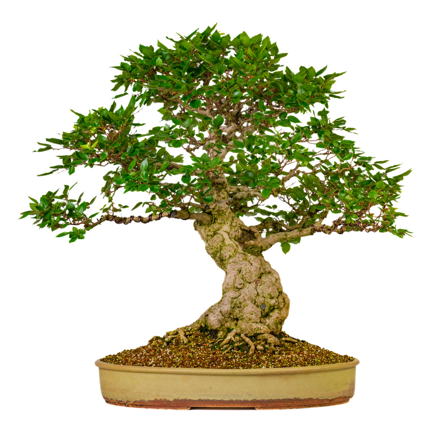 Carpinus coreana (Koreaanse haagbeuk) No. 38, hoogte ~80cm