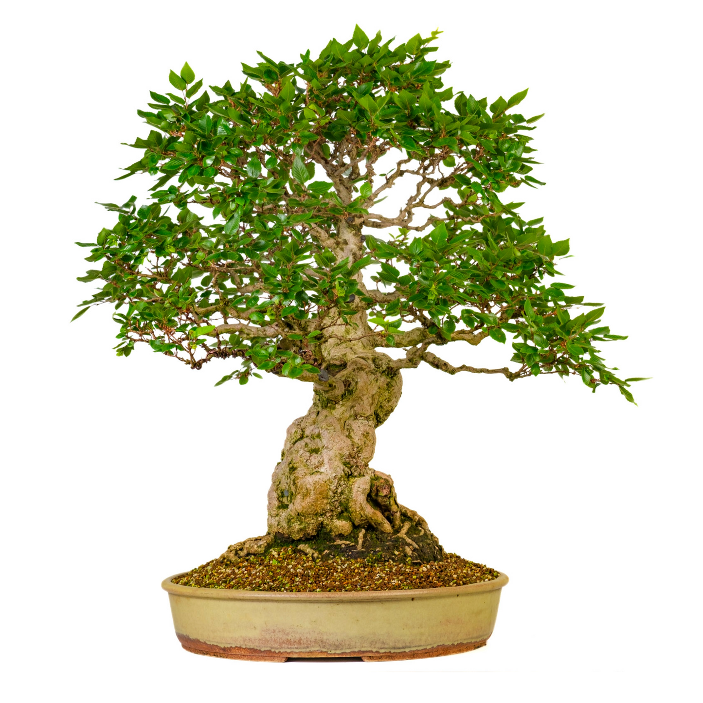 Carpinus coreana (Koreaanse haagbeuk) No. 38, hoogte ~80cm