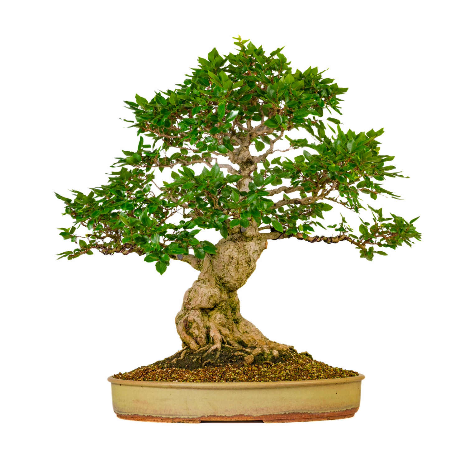 Carpinus coreana (Koreaanse haagbeuk) No. 38, hoogte ~80cm