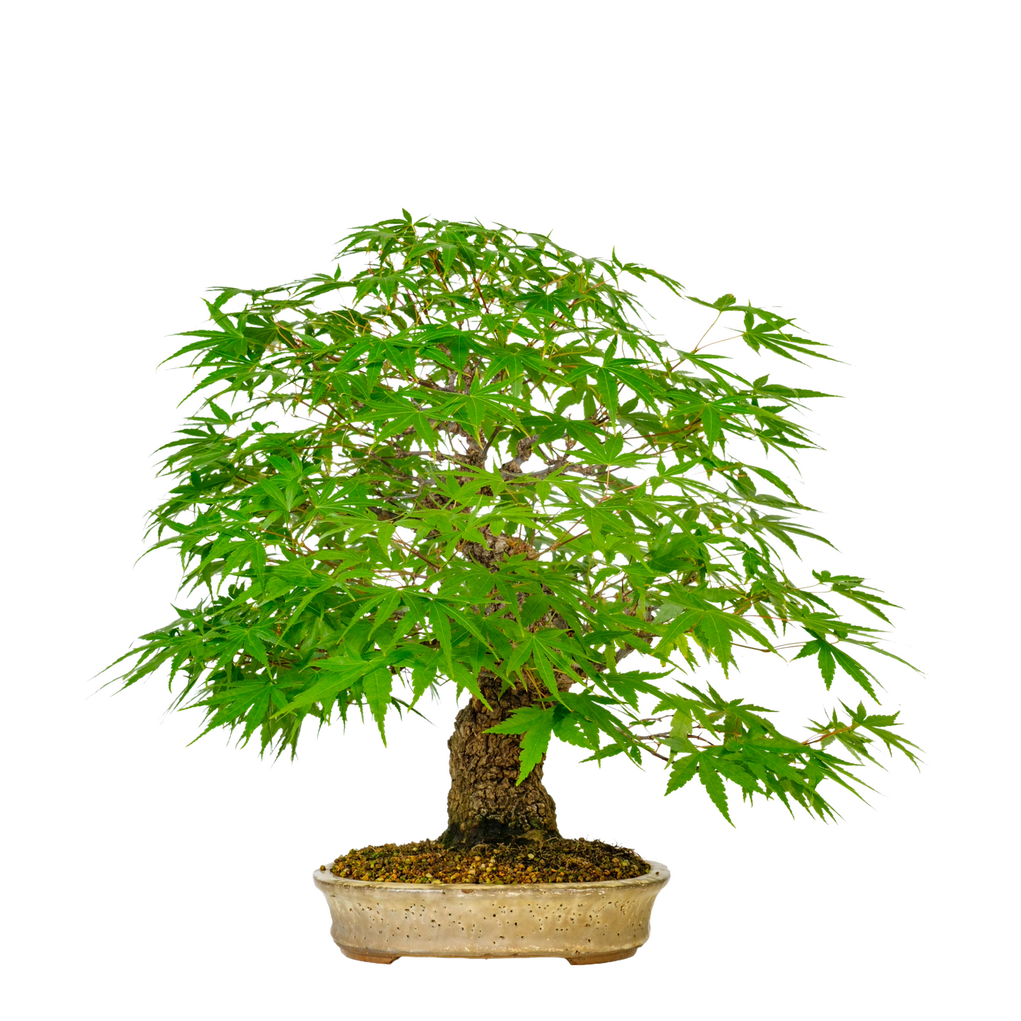 Acer palmatum 'Arakawa' (Japanse Esdoorn) No. 10, hoogte ~55cm