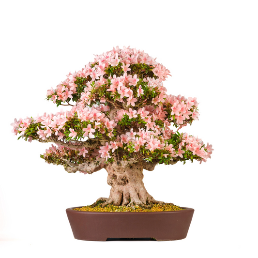Rhododendron indicum 'Nyohozan' (Azalea) No. 94, hoogte ~75cm