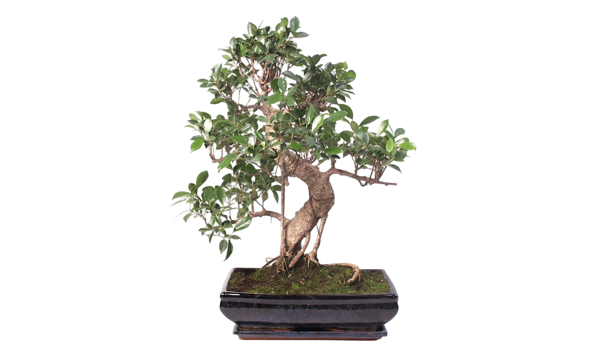 de webshop voor al u bonsai en bonsaibenodigdheden. - Bonsai Plaza de webshop voor al u bonsai en bonsaibenodigdheden. - Bonsai Plaza