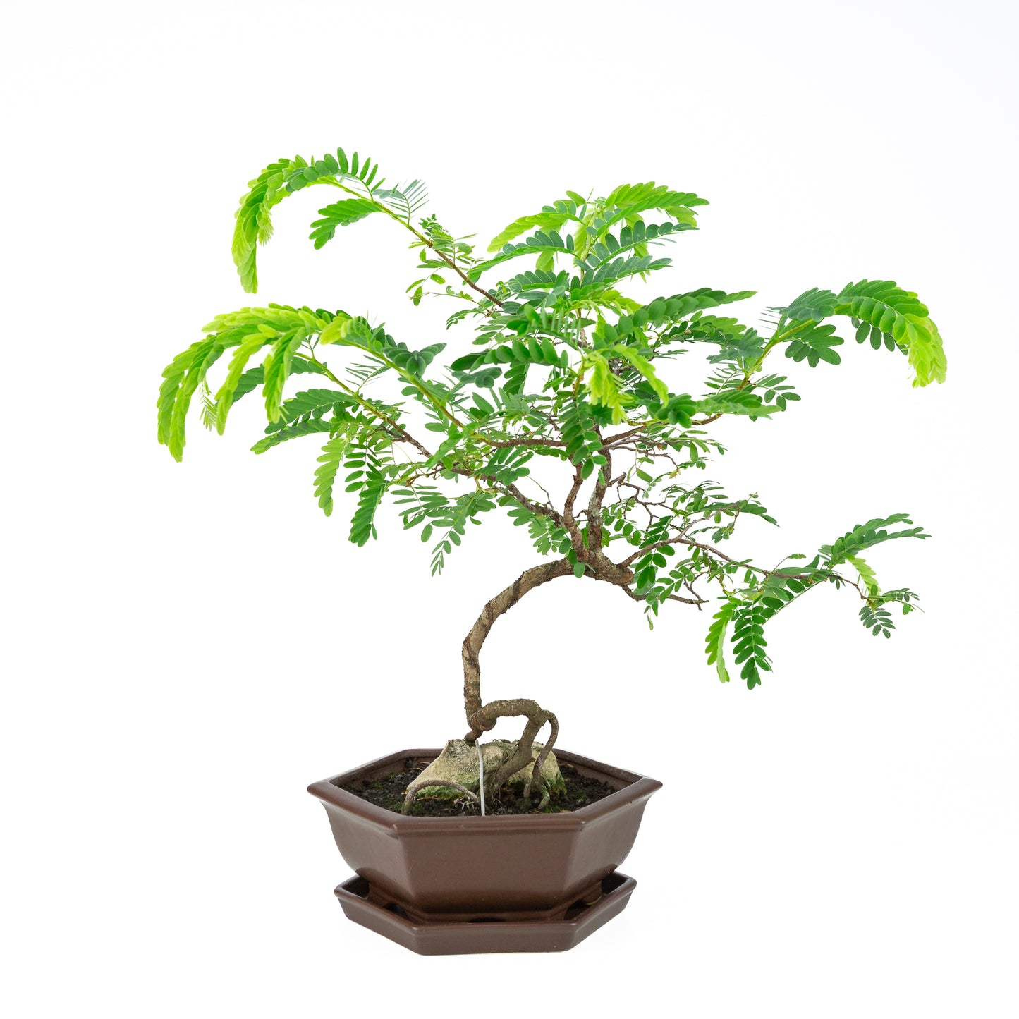 Tamarindus indica (Sabenia) hoogte ~50cm