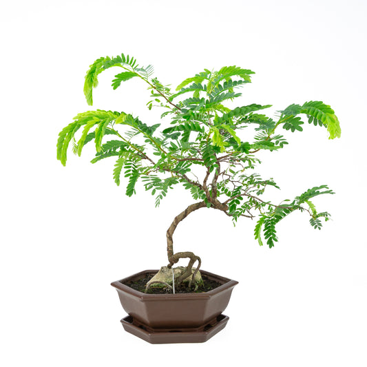 Tamarindus indica (Sabenia) hoogte ~50cm