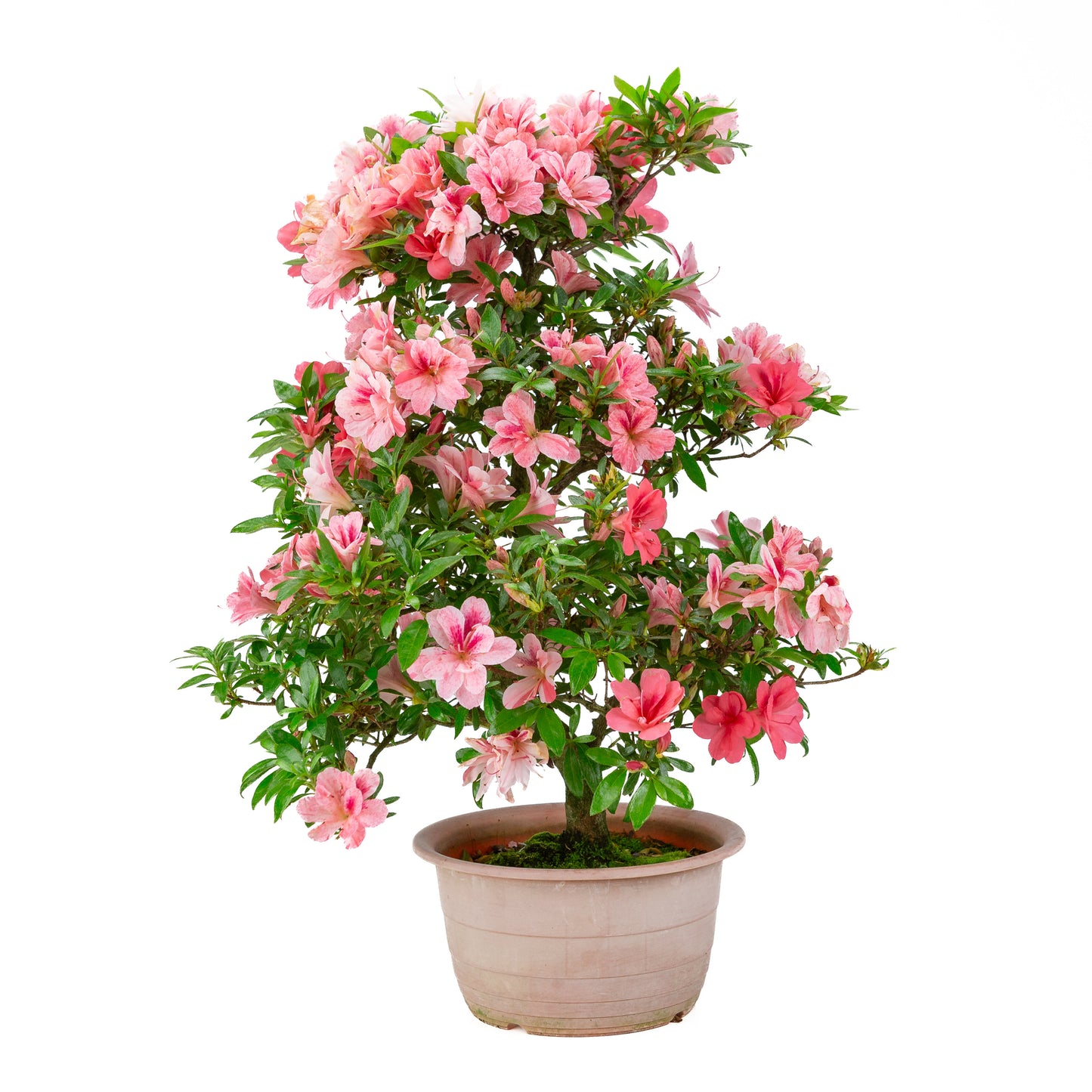 Rhododendron indicum 'Misato' (satsuki azalea), hoogte ~54cm