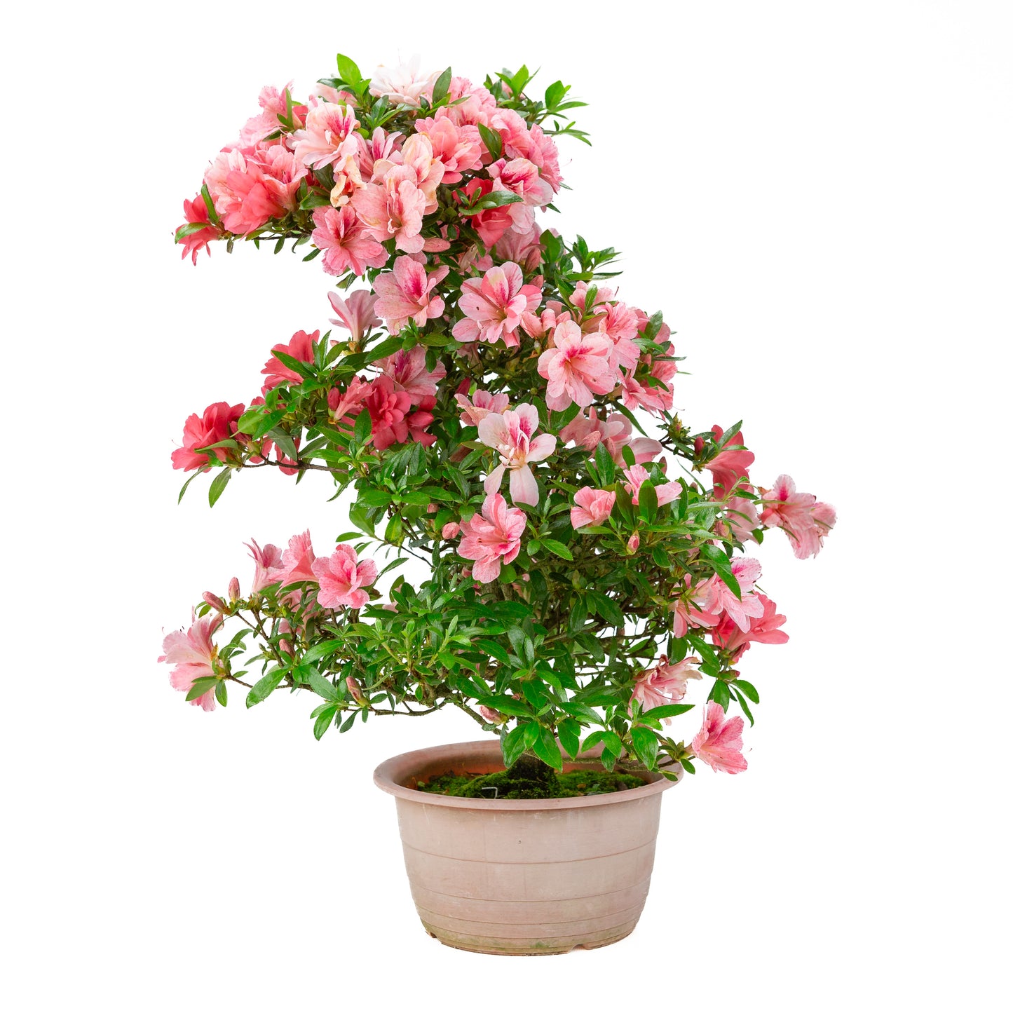 Rhododendron indicum 'Misato' (satsuki azalea), hoogte ~54cm