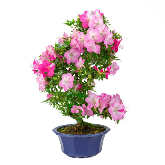 Rhododendron indicum (satsuki azalea), hoogte ~56cm