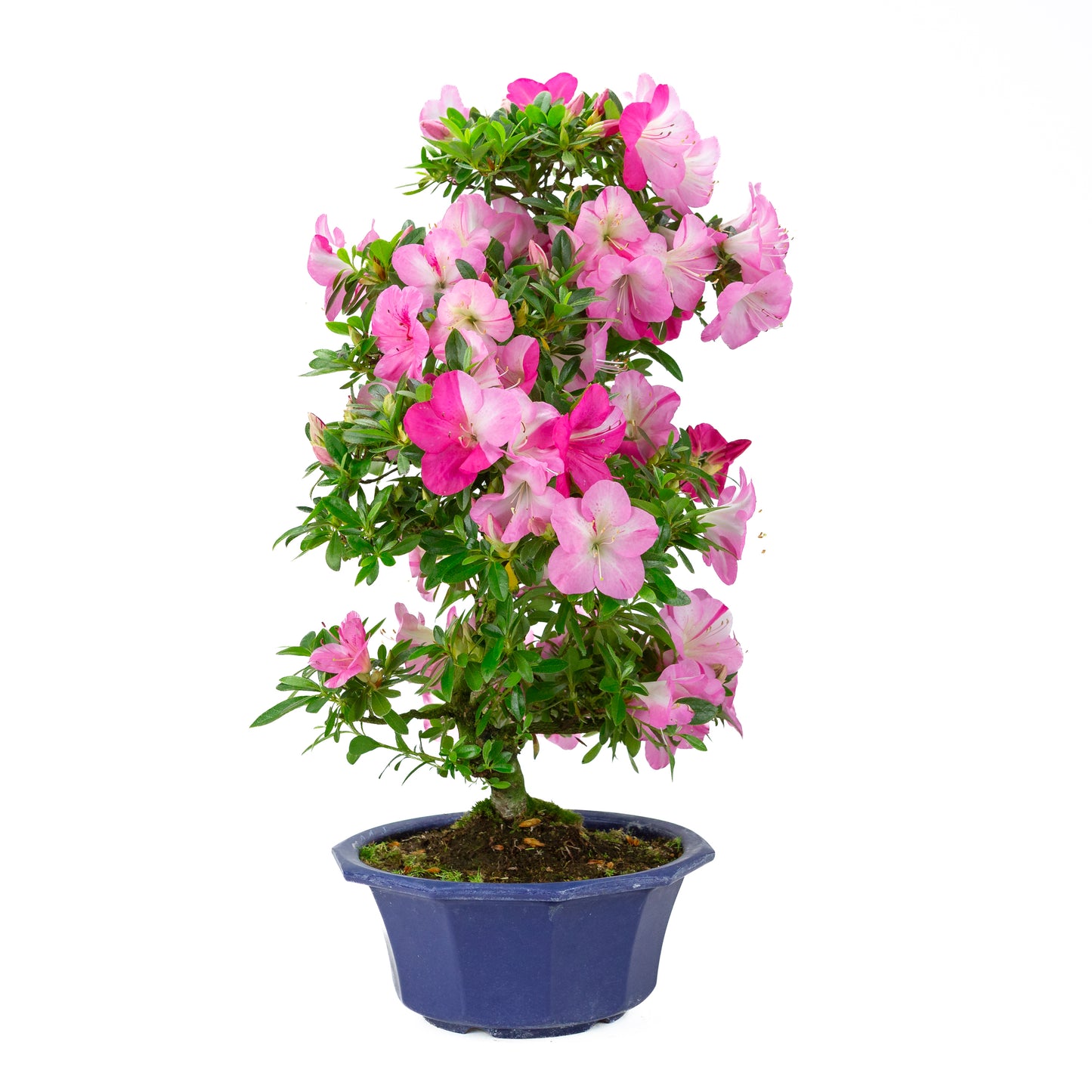 Rhododendron indicum (satsuki azalea), hoogte ~56cm