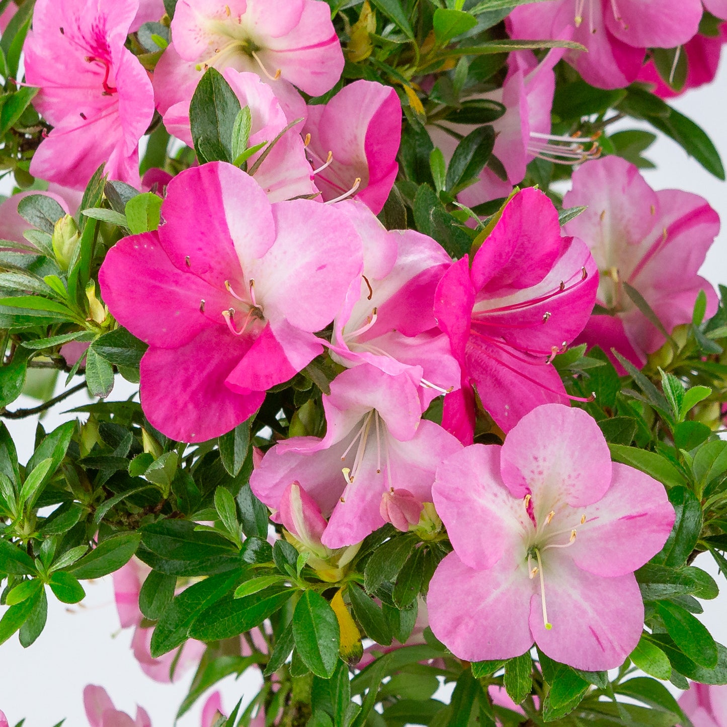 Rhododendron indicum (satsuki azalea), hoogte ~56cm