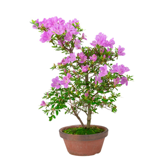 Rhododendron indicum 'Suzukaze' (satsuki azalea), hoogte ~50cm