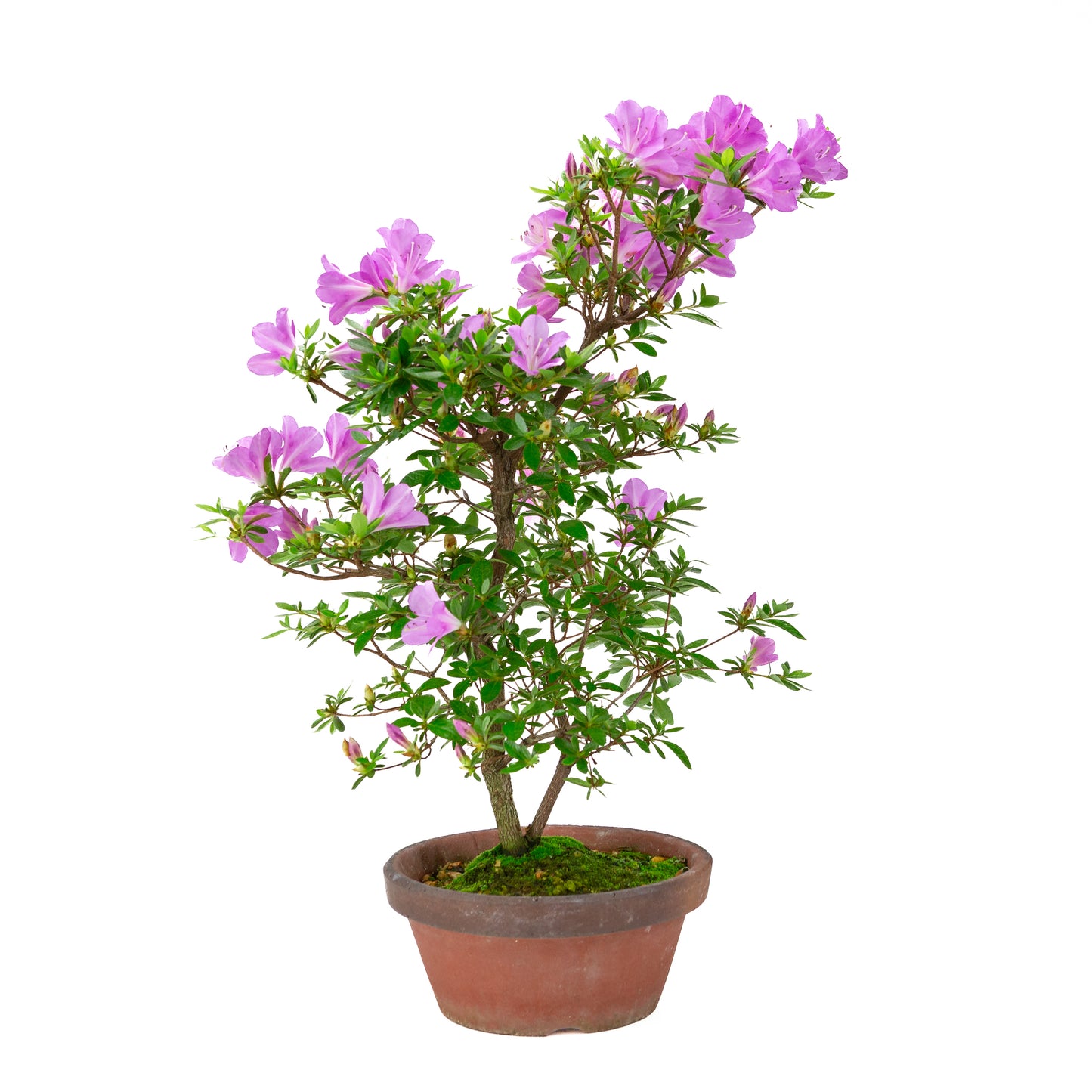 Rhododendron indicum 'Suzukaze' (satsuki azalea), hoogte ~50cm