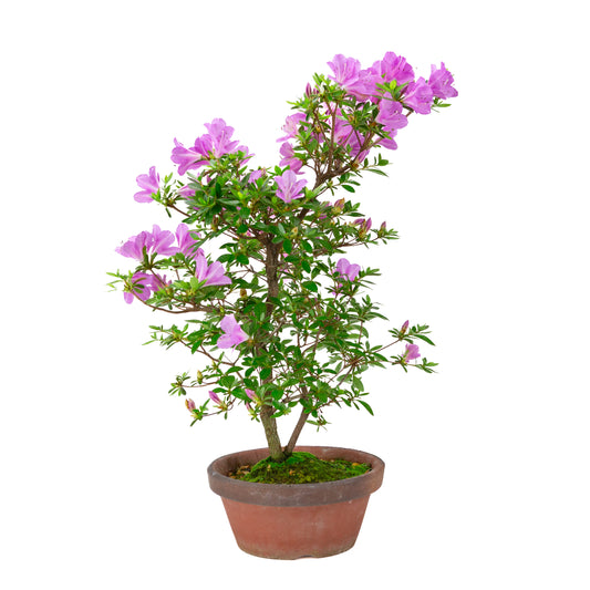 Rhododendron indicum 'Suzukaze' (satsuki azalea), hoogte ~50cm